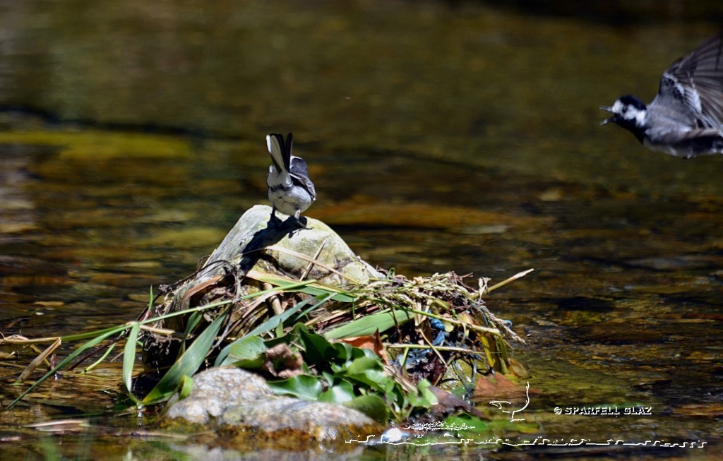 bergeronnette grise au bord d'un ruisseau