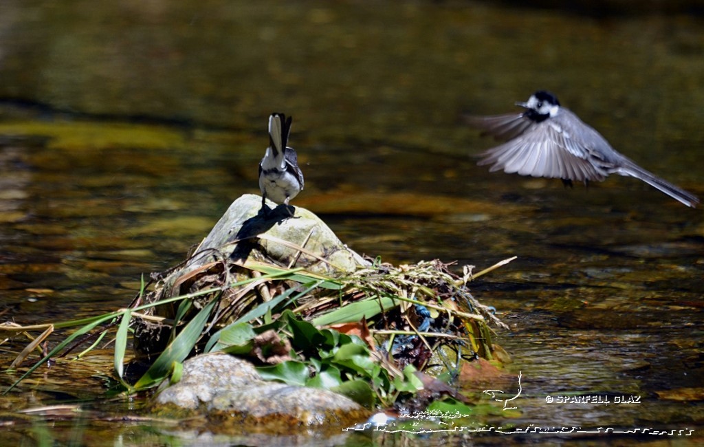 bergeronnette grise au bord d'un ruisseau