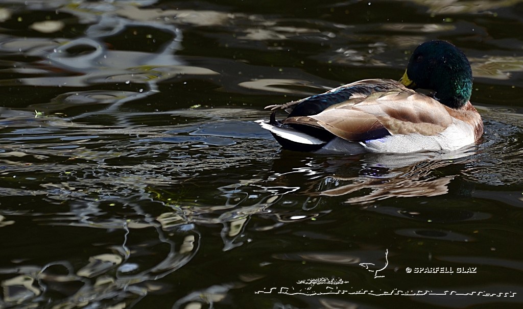 canard colvert au bain