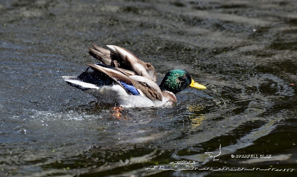 canard colvert au bain