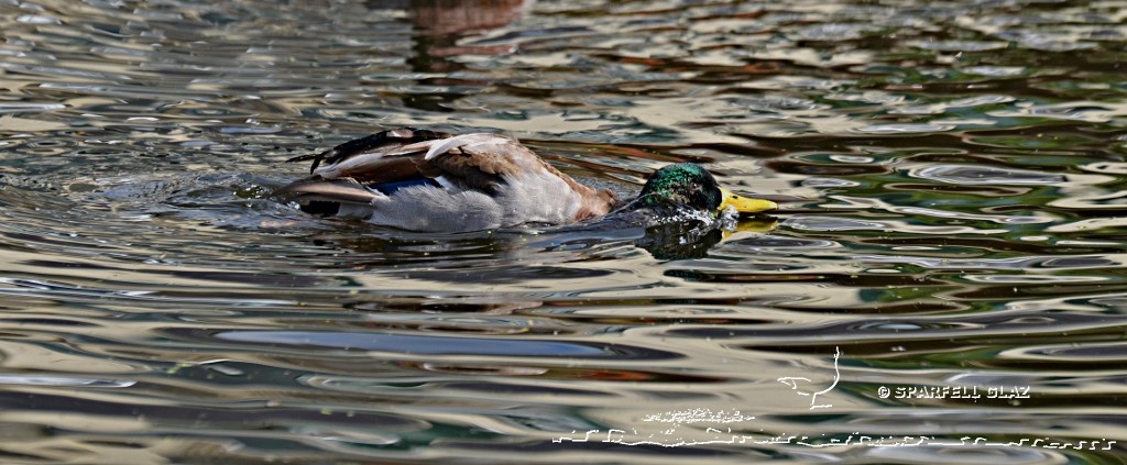 canard colvert au bain