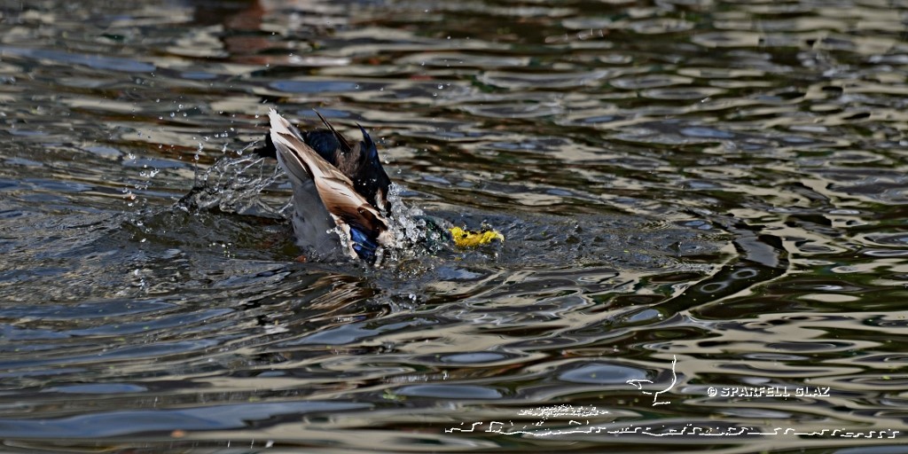 canard colvert au bain
