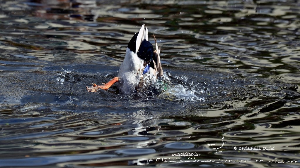 canard colvert au bain