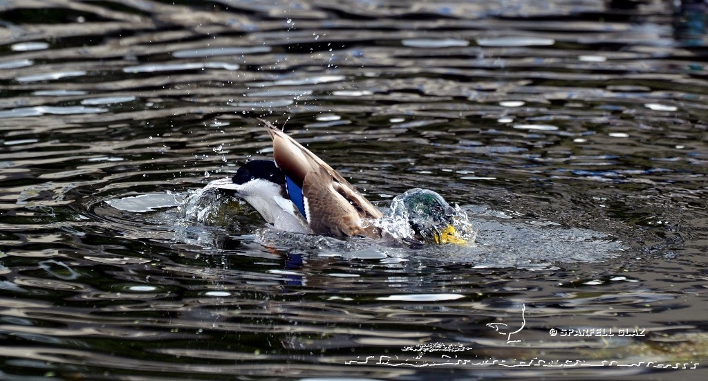 canard colvert au bain
