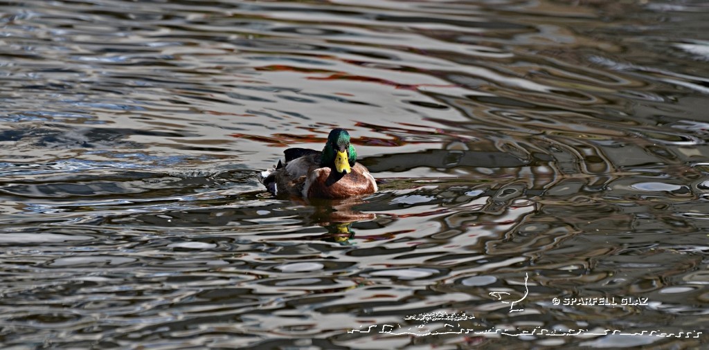 canard colvert mâle