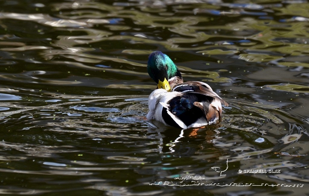 canard colvert au bain