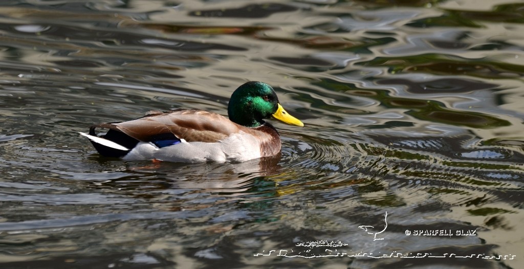 canard colvert au bain