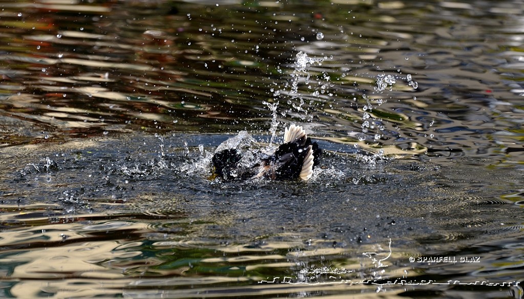 canard colvert au bain