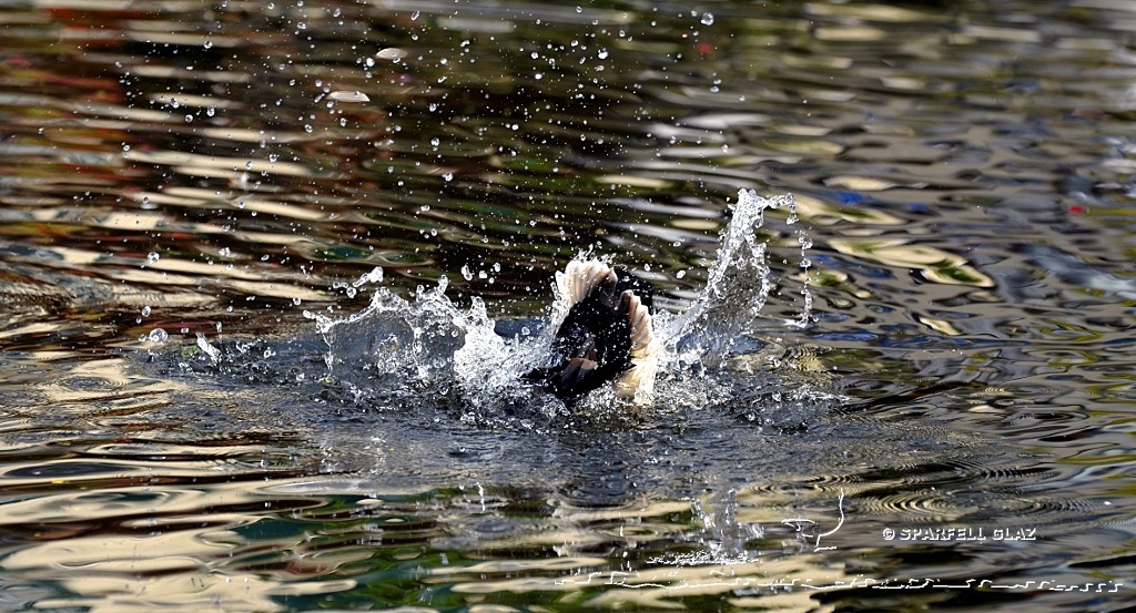 canard colvert au bain