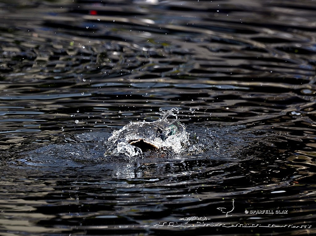 canard colvert au bain