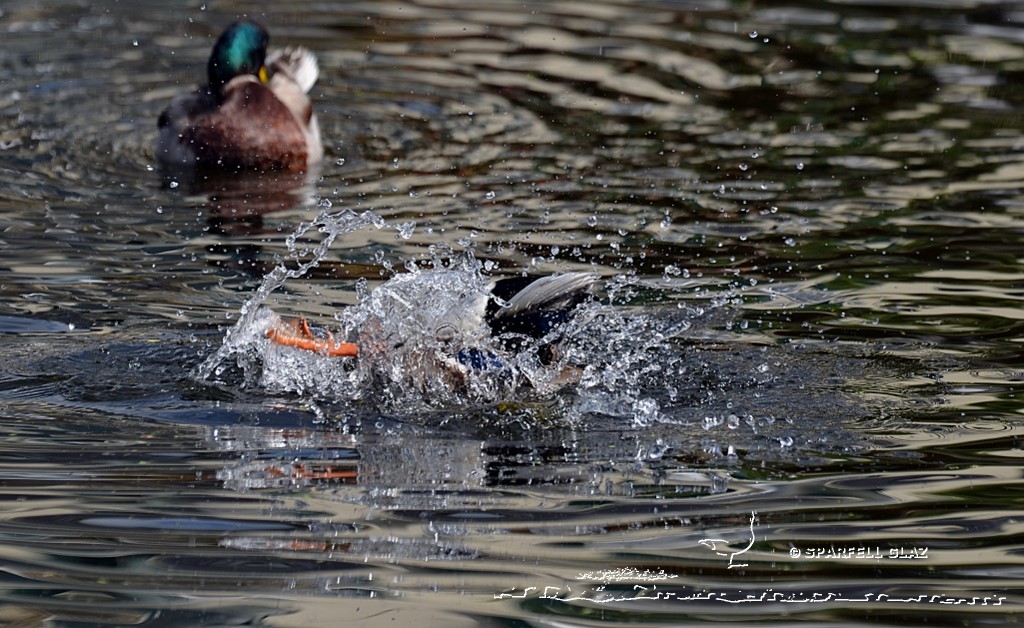 canard colvert au bain