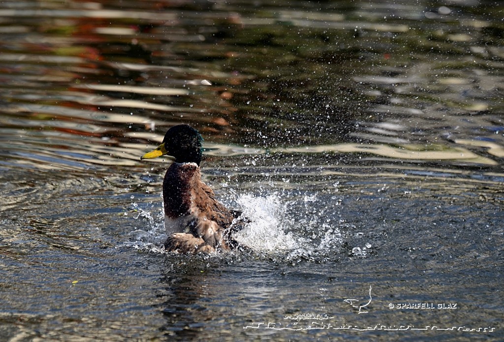 canard colvert au bain