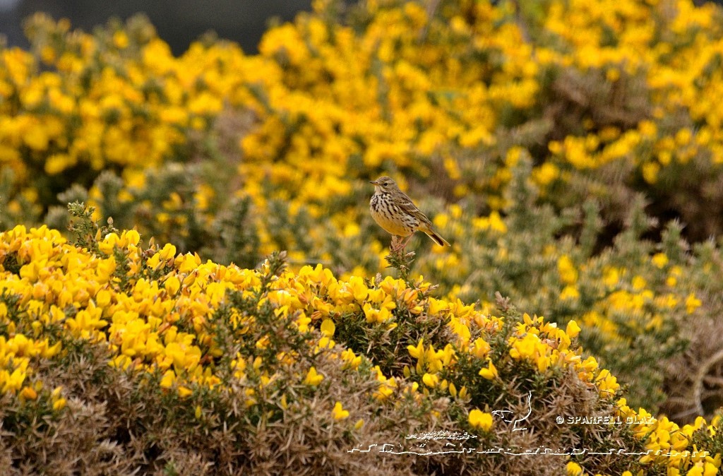 pipit farlouse dans une lande d'ajoncs
