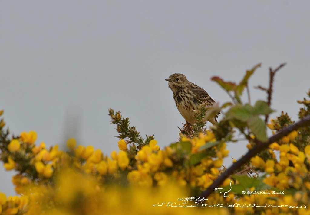 pipit farlouse dans une lande d'ajoncs