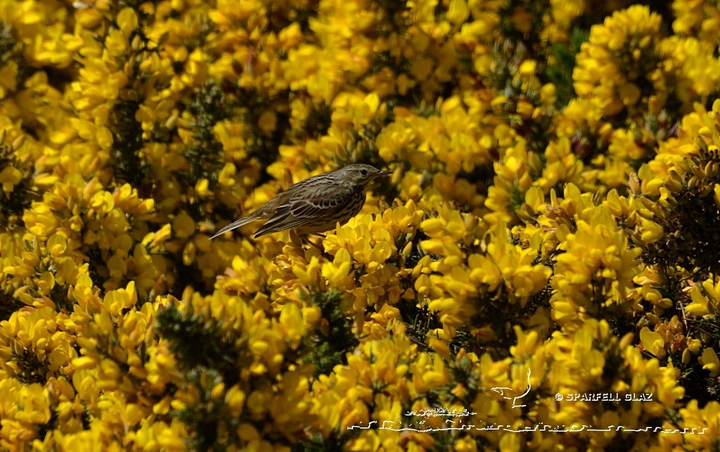 pipit farlouse dans une lande d'ajoncs