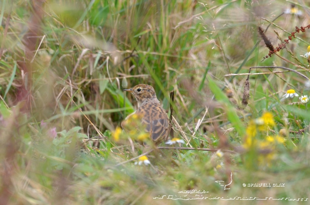 pipit farlouse dans une dune côtière