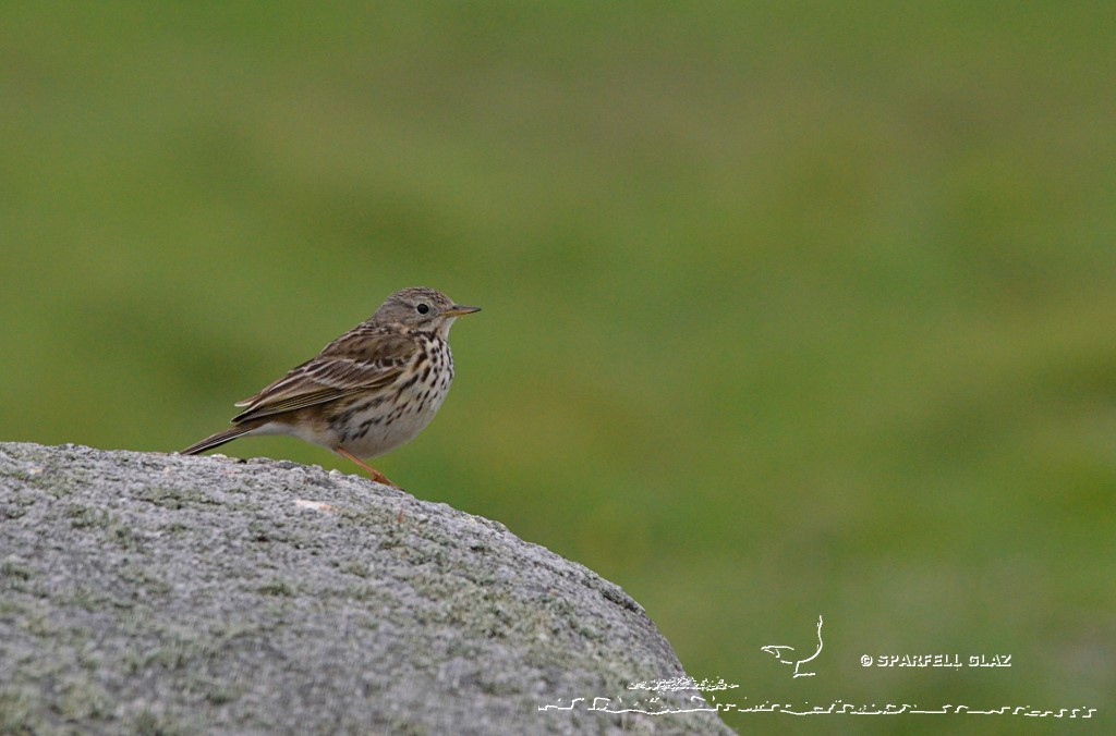 pipit farlouse dans une dune côtière