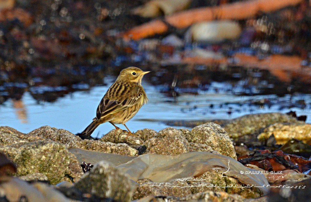pipit farlouse en bord de mer