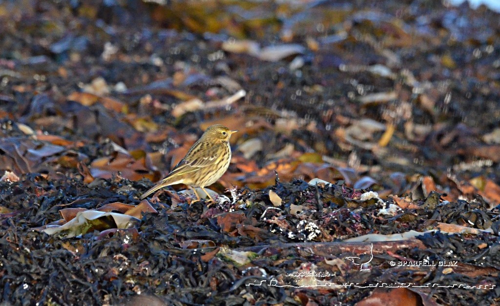 pipit farlouse en bord de mer