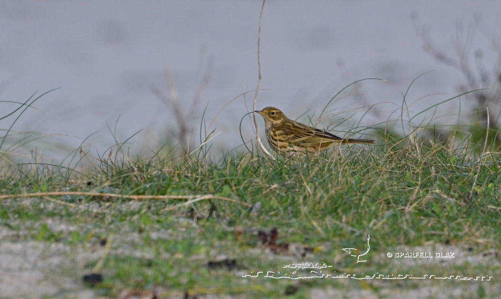 pipit farlouse en bord de mer