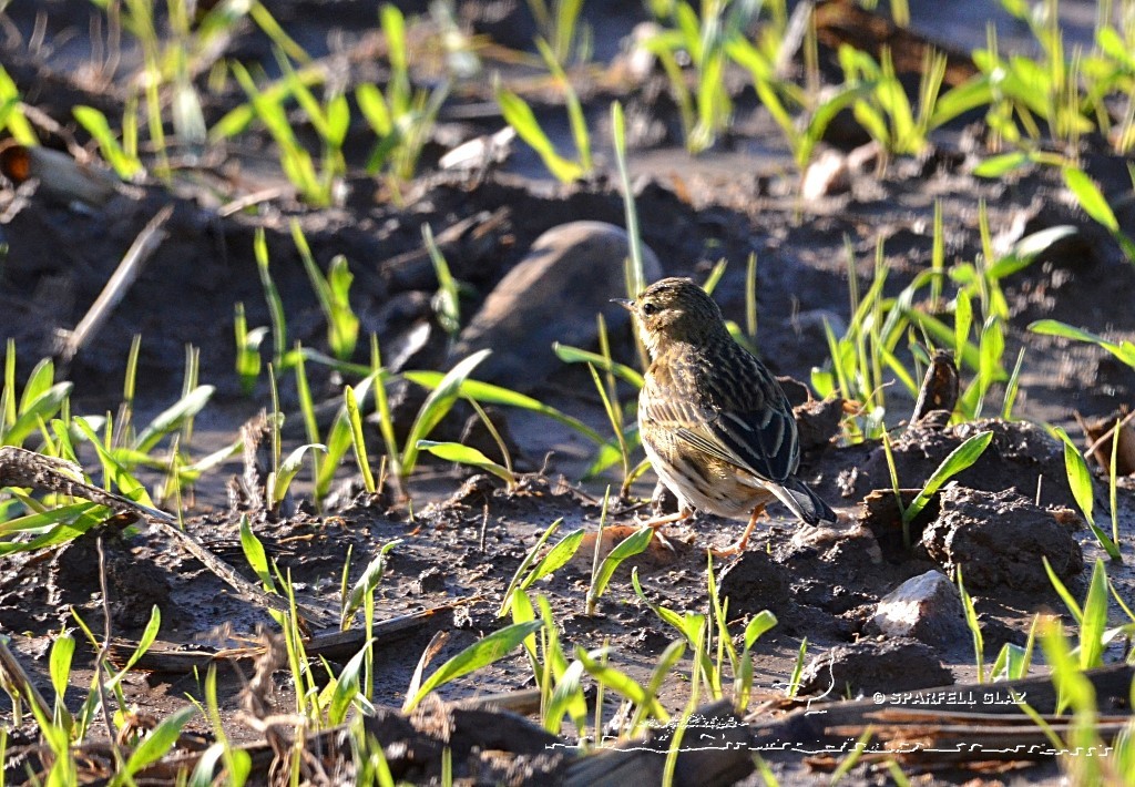 pipit farlouse dans un semis de céréales