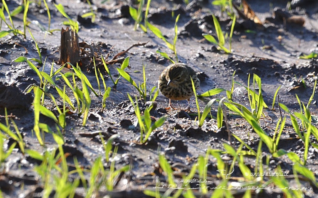 pipit farlouse dans une culture