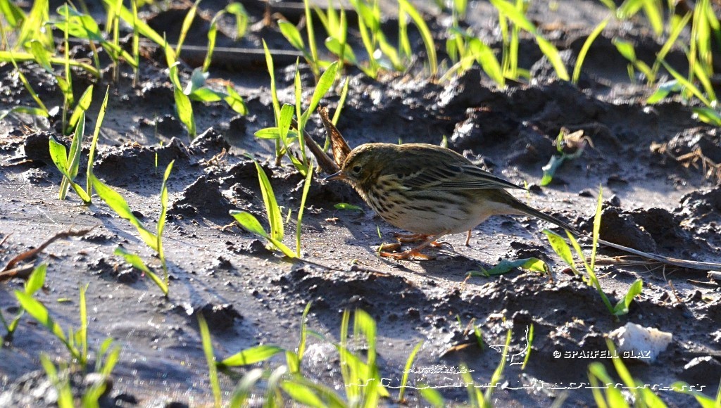 pipit farlouse dans une culture