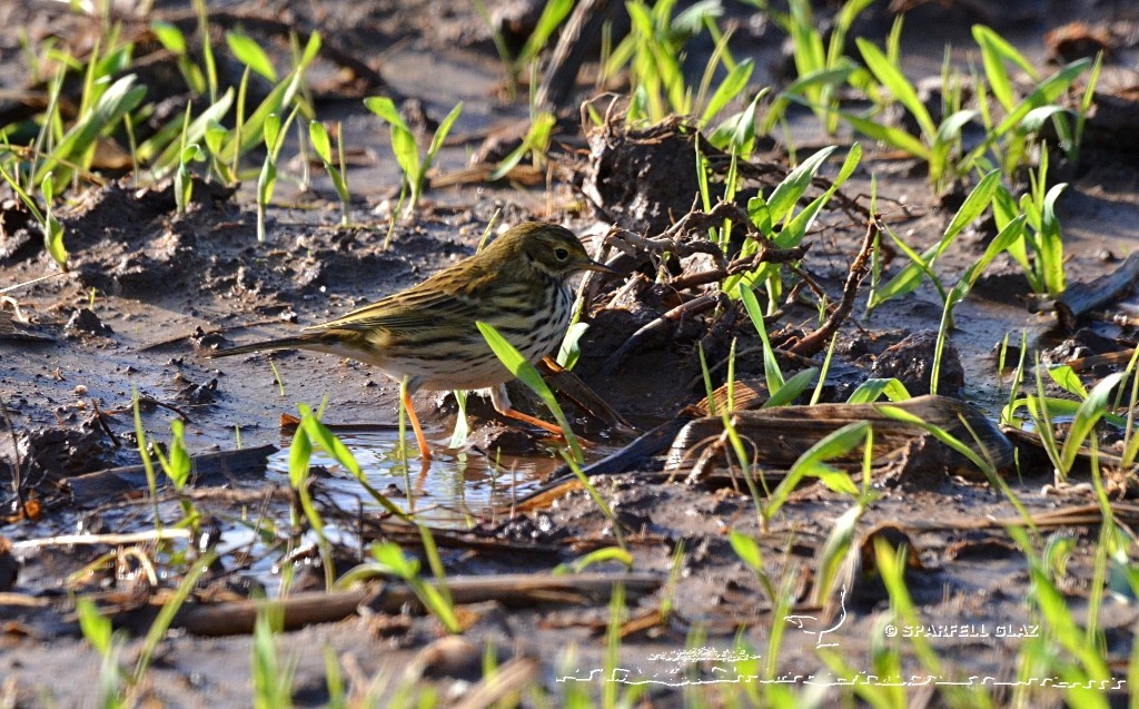 pipit farlouse dans une culture