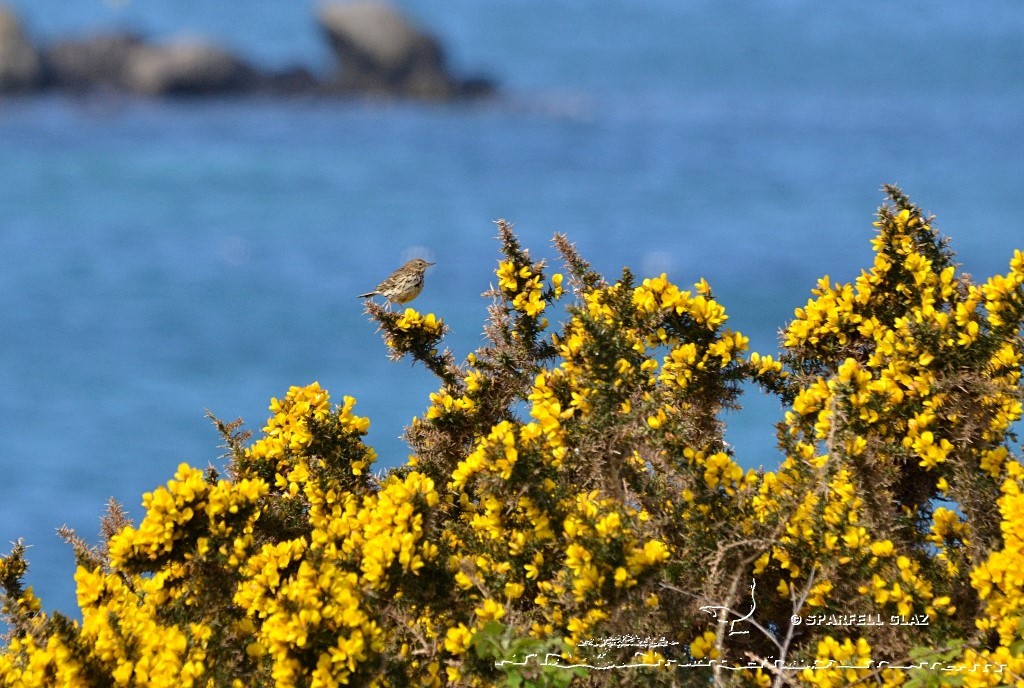pipit farlouse dans une lande d'ajoncs