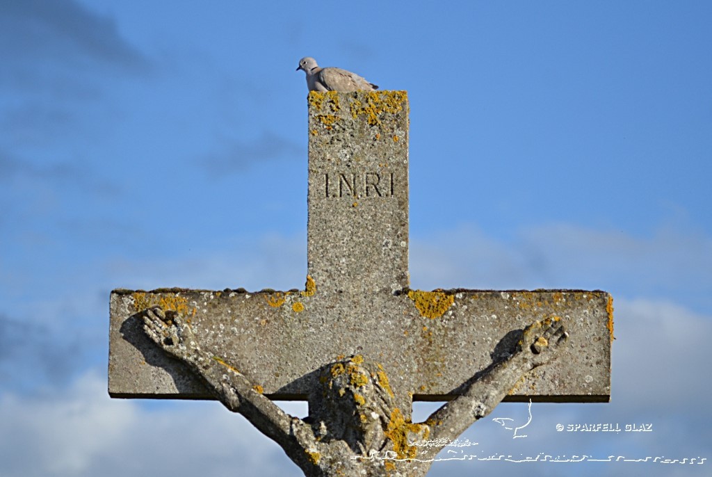 tourterelle turque sur une croix