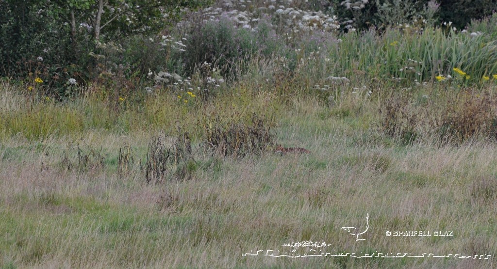 Renard roux dans une prairie