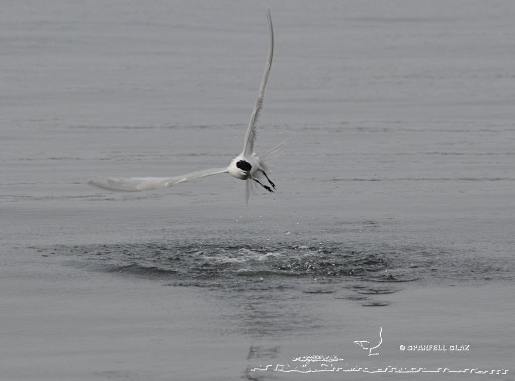 plongeon de sterne caugek