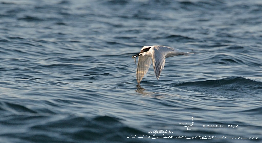 plongeon de sterne caugek