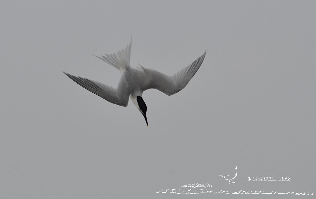 plongeon de sterne caugek
