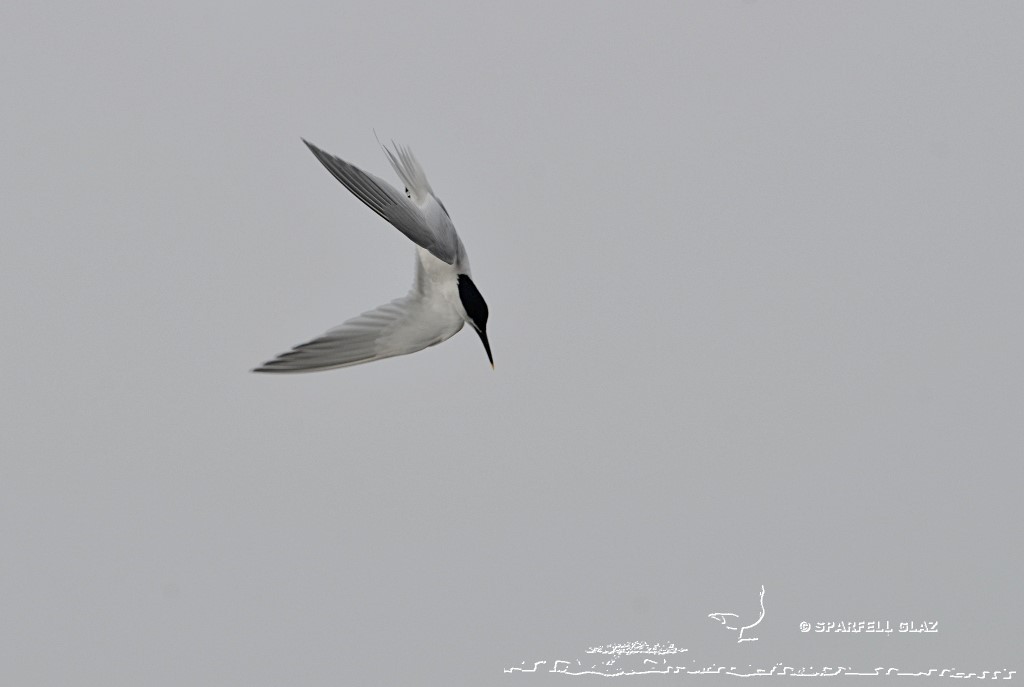 plongeon de sterne caugek