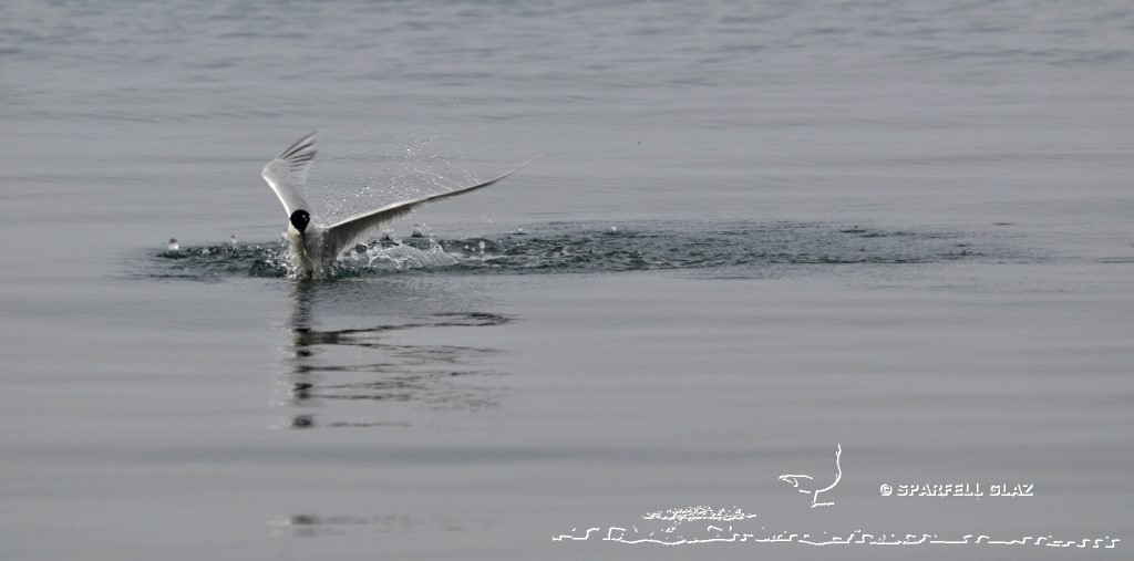plongeon de sterne caugek