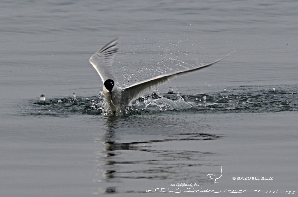 plongeon de sterne caugek