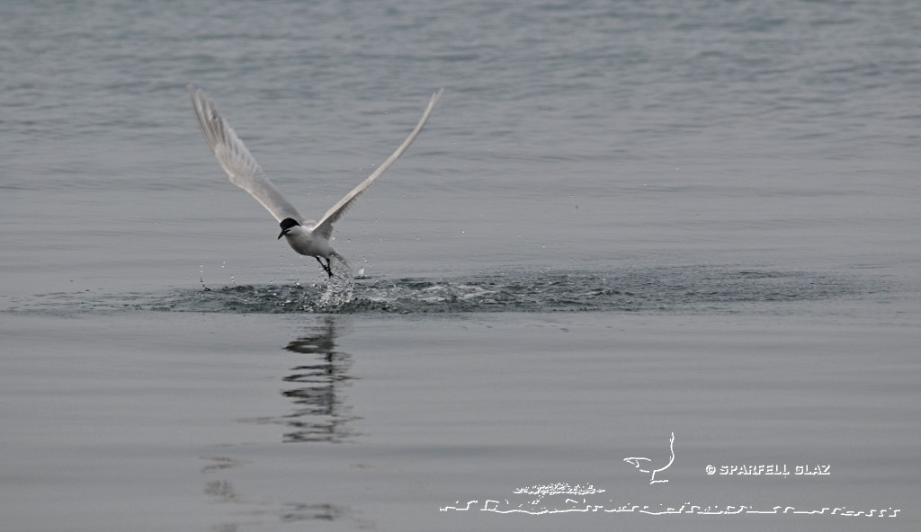 plongeon de sterne caugek