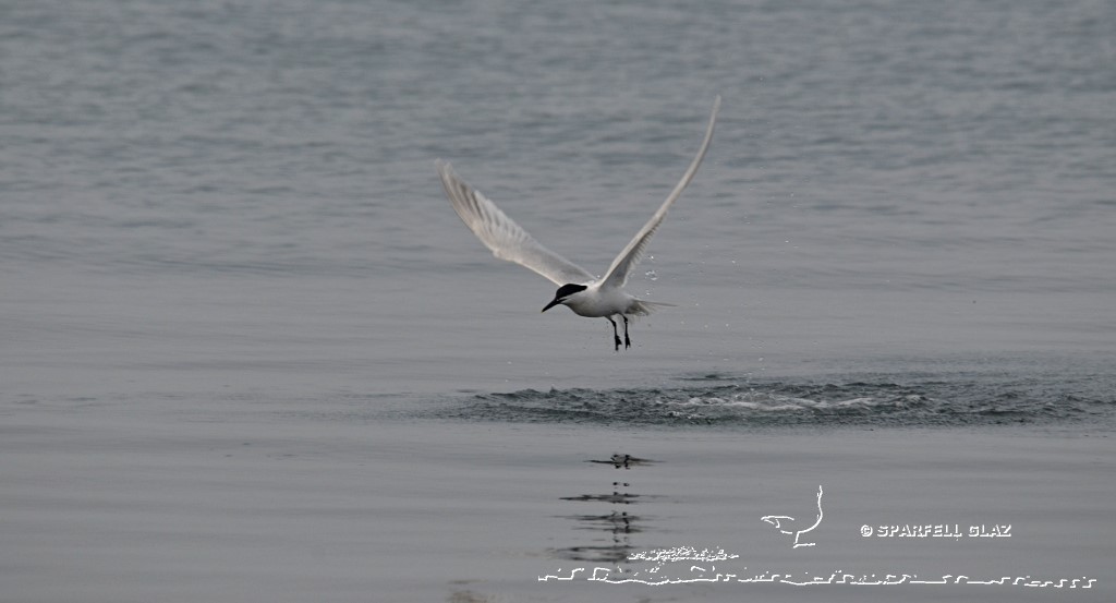 plongeon de sterne caugek