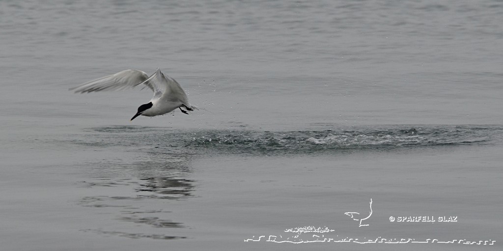 plongeon de sterne caugek