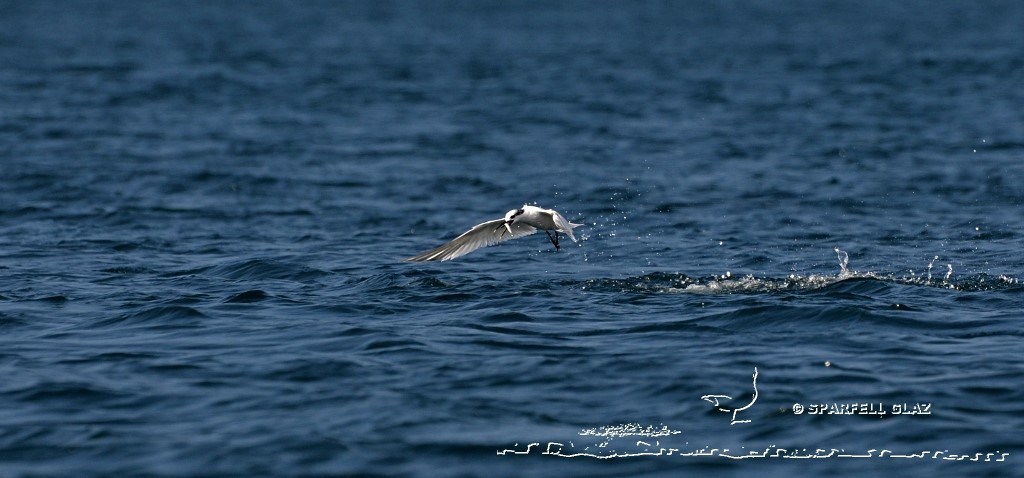 Sterne caugek capture un poisson