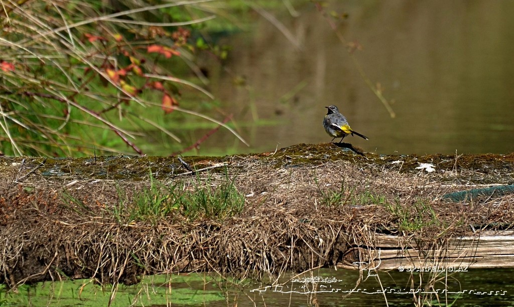 bergeronnette des ruisseaux mâle