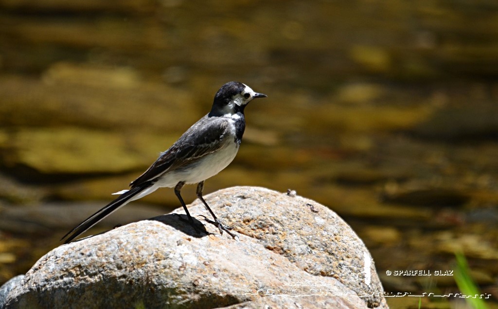 bergeronnette grise dans un ruisseau