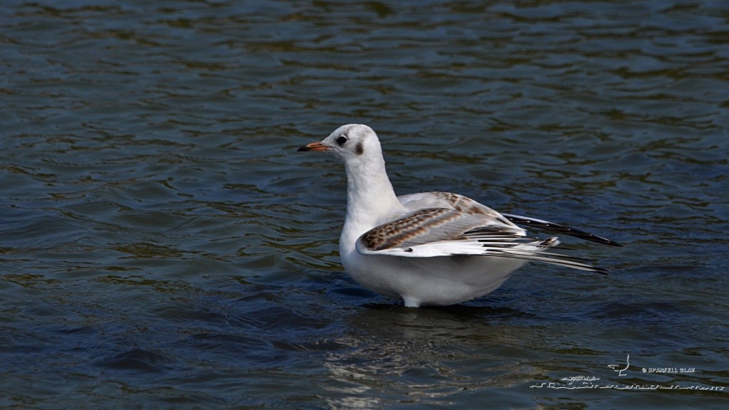 mouette rieuse immature