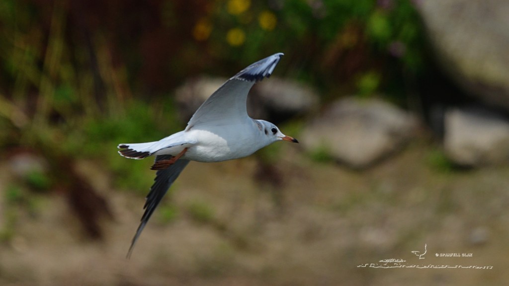 mouette rieuse immature en vol