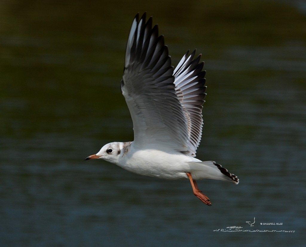 mouette rieuse immature en vol