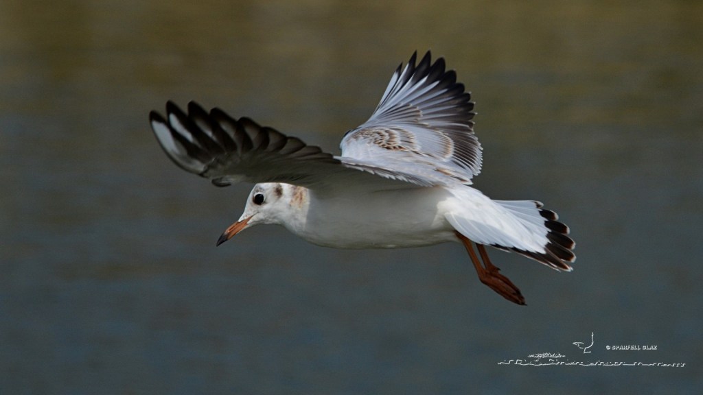 mouette rieuse immature en vol