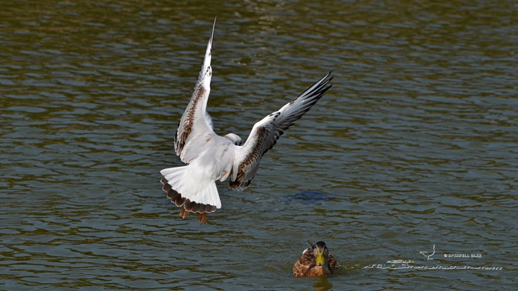 mouette rieuse immature en vol et canard colvert