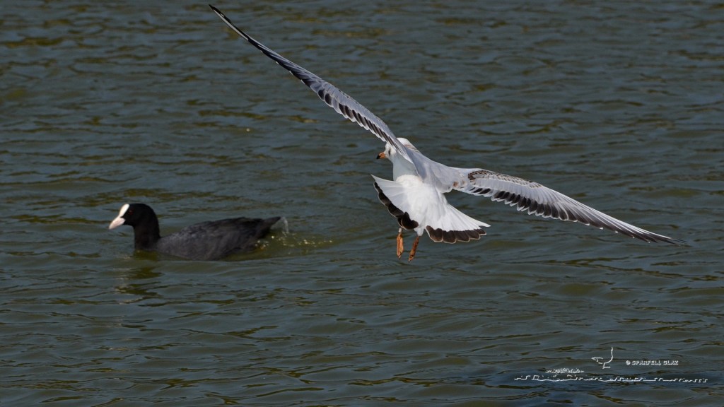 mouette rieuse immature en vol et foulque macroule