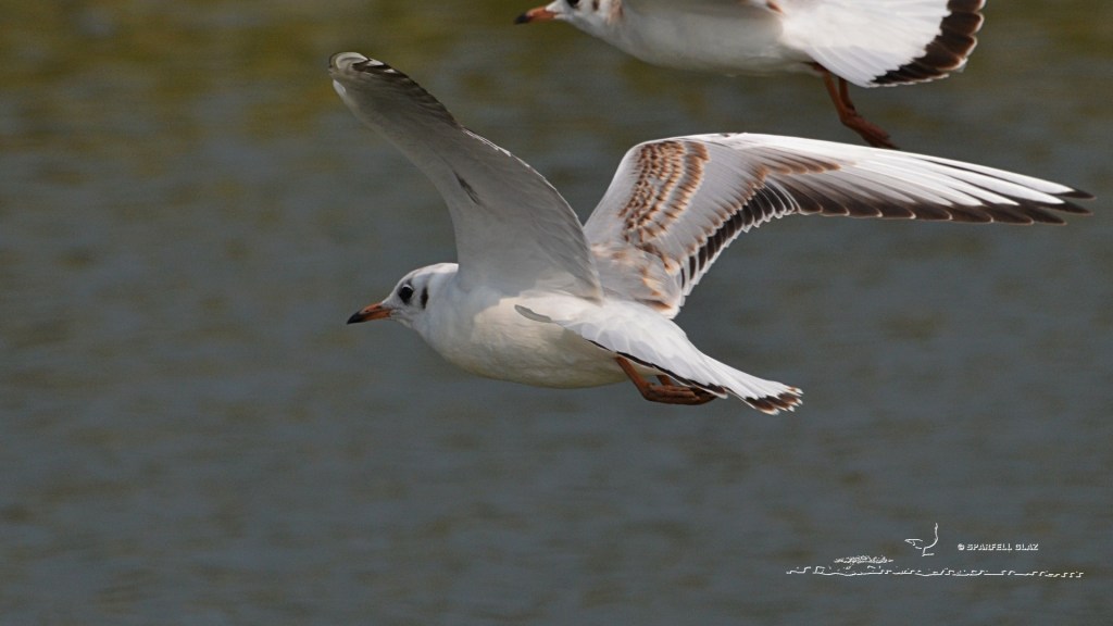 mouette rieuse immature en vol
